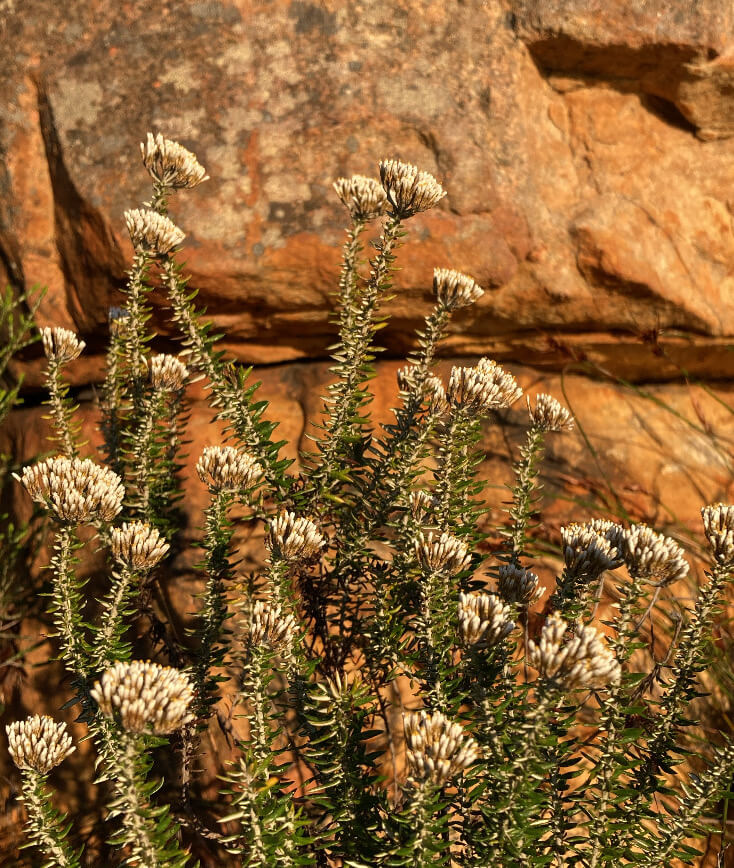 Floral plant against a rocky background