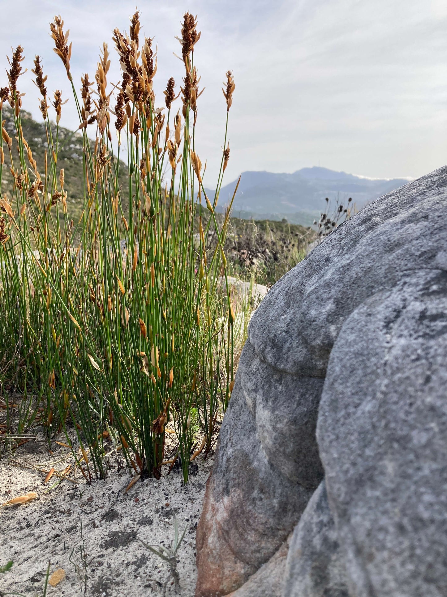 Tall grasses growing next to a large rock with mountains in the background